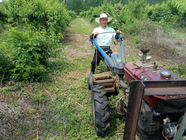 桃林深处是初心—–记宝应桃亿园有机农业有限公司总经理张黎明